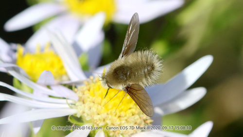 Anastoechus Chinensis · Inaturalist