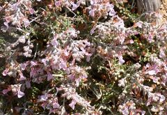 Teucrium subspinosum