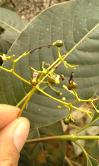 Palicourea lineariflora