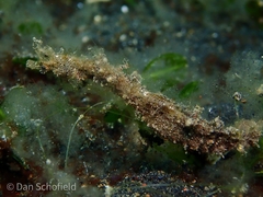 Acentronura breviperula