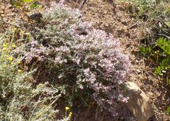 Teucrium subspinosum