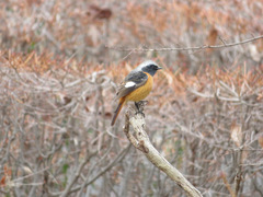 Phoenicurus auroreus