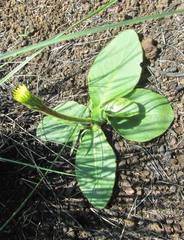 Gerbera piloselloides