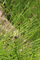 Scleria dregeana