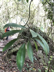 Rhaphidophora hongkongensis