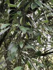 Rhaphidophora hongkongensis