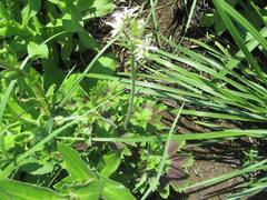 Pelargonium alchemilloides