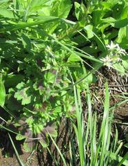 Pelargonium alchemilloides