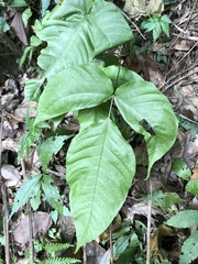 Tectaria polymorpha