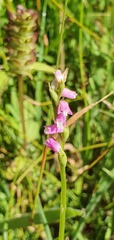 Spiranthes sinensis
