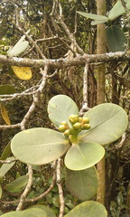 Clusiaceae