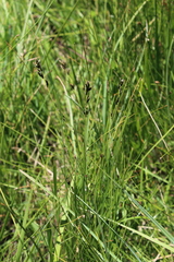 Scleria dregeana