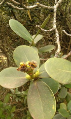Clusiaceae