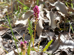 Grevillea quercifolia