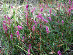 Grevillea quercifolia