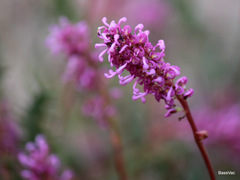 Grevillea quercifolia