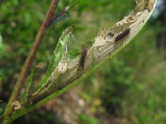 Melitaea phoebe