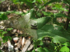Melitaea phoebe