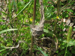 Melitaea phoebe