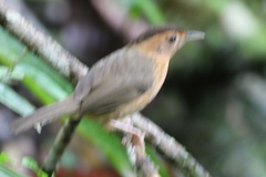 Pellorneum fuscocapillus