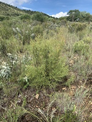 Euclea linearis