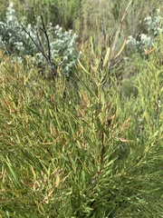 Euclea linearis