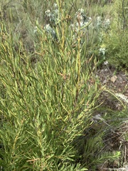 Euclea linearis