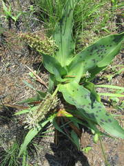 Ledebouria floribunda