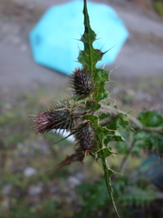 Cirsium ferum