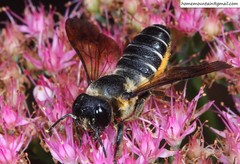 Megachile dinura