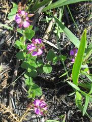 Polygala ohlendorfiana