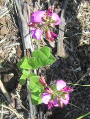 Polygala ohlendorfiana