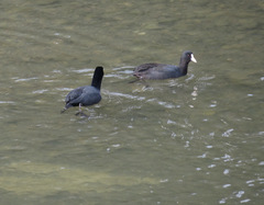 Fulica atra