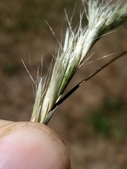 Rytidosperma racemosum