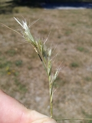 Rytidosperma racemosum