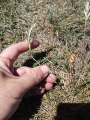 Rytidosperma racemosum