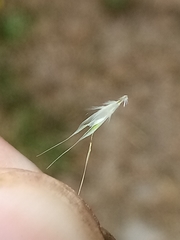 Rytidosperma racemosum