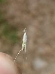 Rytidosperma racemosum