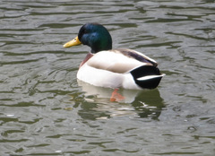 Anas platyrhynchos