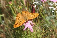 Argynnis paphia