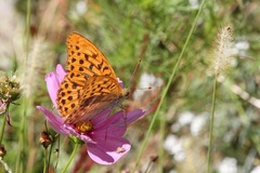 Argynnis paphia