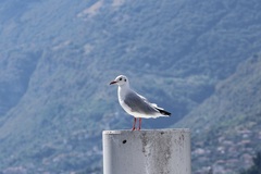 Chroicocephalus ridibundus