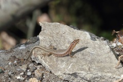 Podarcis muralis