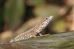 Podarcis muralis
