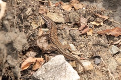 Podarcis muralis