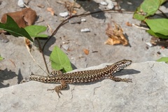 Podarcis muralis