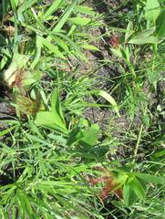 Acalypha peduncularis