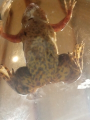 Xenopus poweri