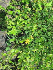 Argyrolobium tomentosum