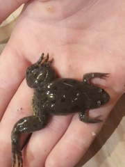 Xenopus poweri